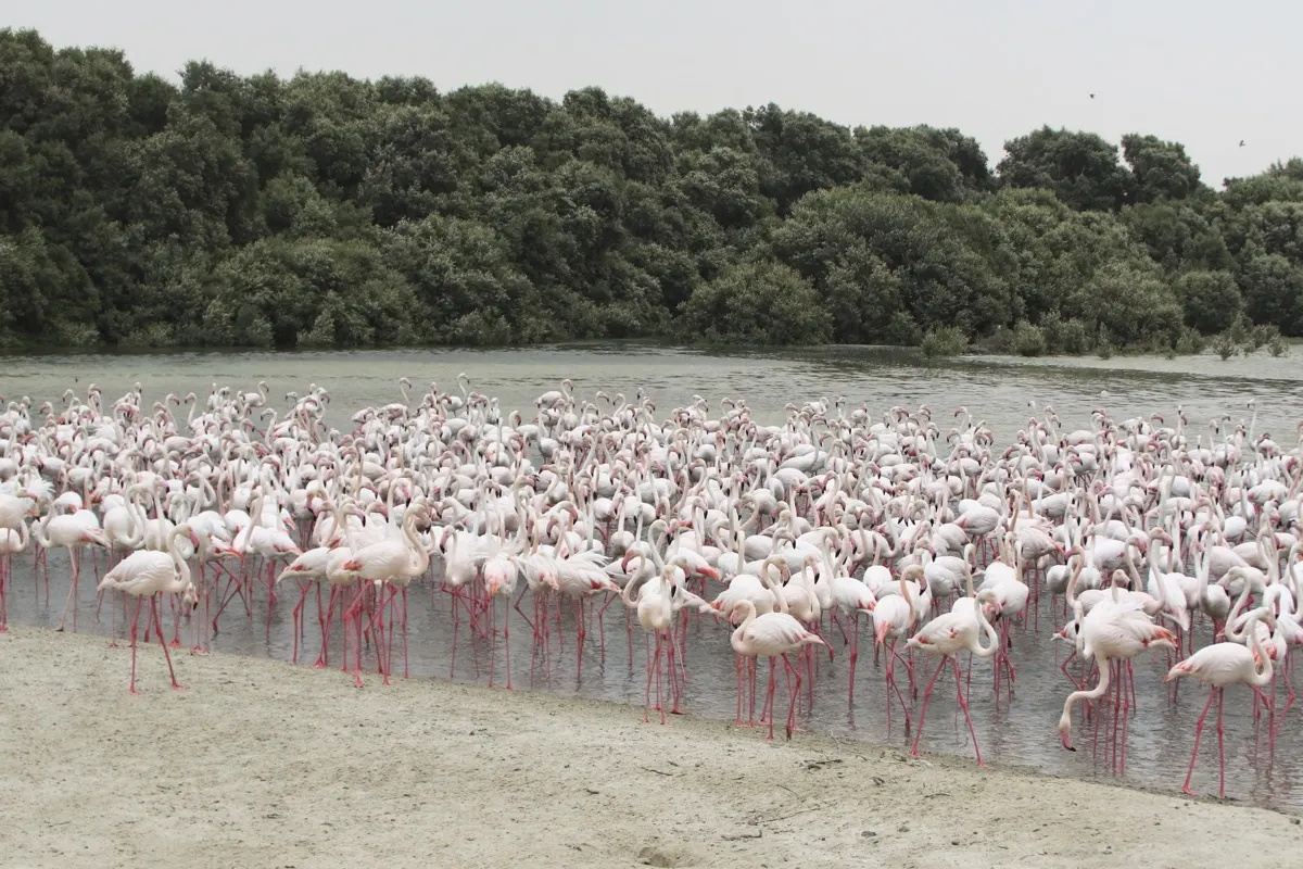Ras Al Khor, Dubai